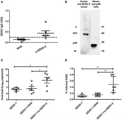 Anti-Idiotypic Antibodies Specific to prM Monoantibody Prevent Antibody Dependent Enhancement of Dengue Virus Infection